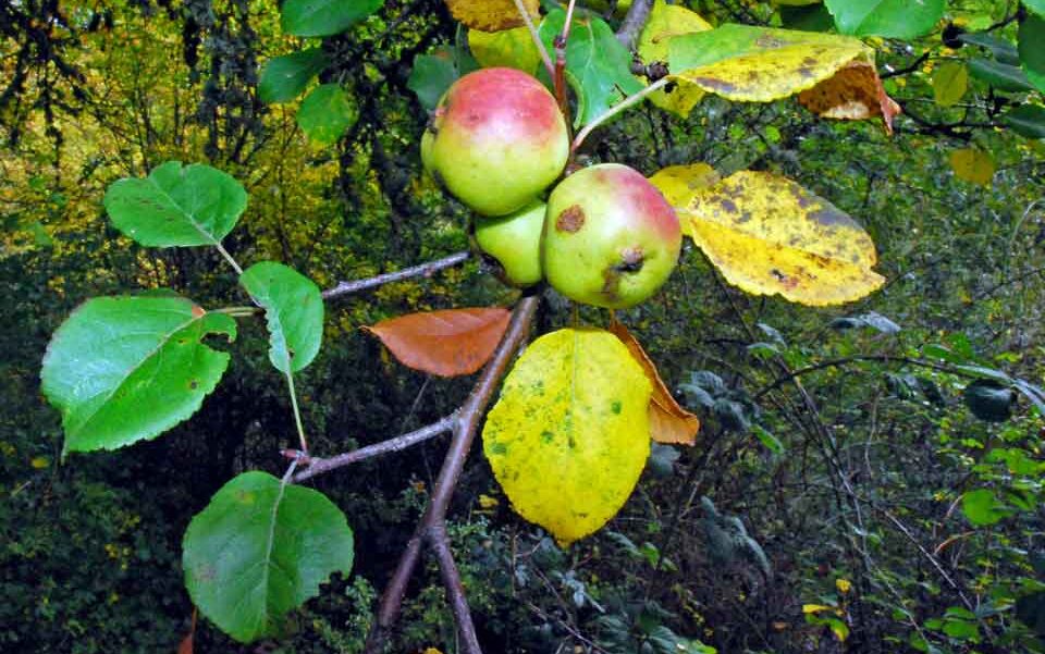 manzana silvestre