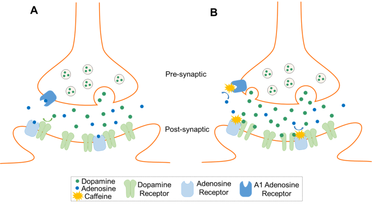 Efectos de la cafeína sobre la adenosina y la dopamina en la sinapsis. A) Cuando la cafeína no está presente, la adenosina se une a los receptores presinápticos A1 para evitar la liberación de dopamina almacenada. La adenosina también se une a los receptores postsinápticos para evitar que la dopamina se una a sus propios receptores. B) Cuando la cafeína está presente, la adenosina no puede unirse a los receptores A1 presinápticos para evitar la liberación de dopamina. La adenosina ya no puede unirse a los receptores postsinápticos para evitar que la dopamina se una a sus propios receptores. Juntos, estos efectos conducen a un aumento de la señalización de dopamina.