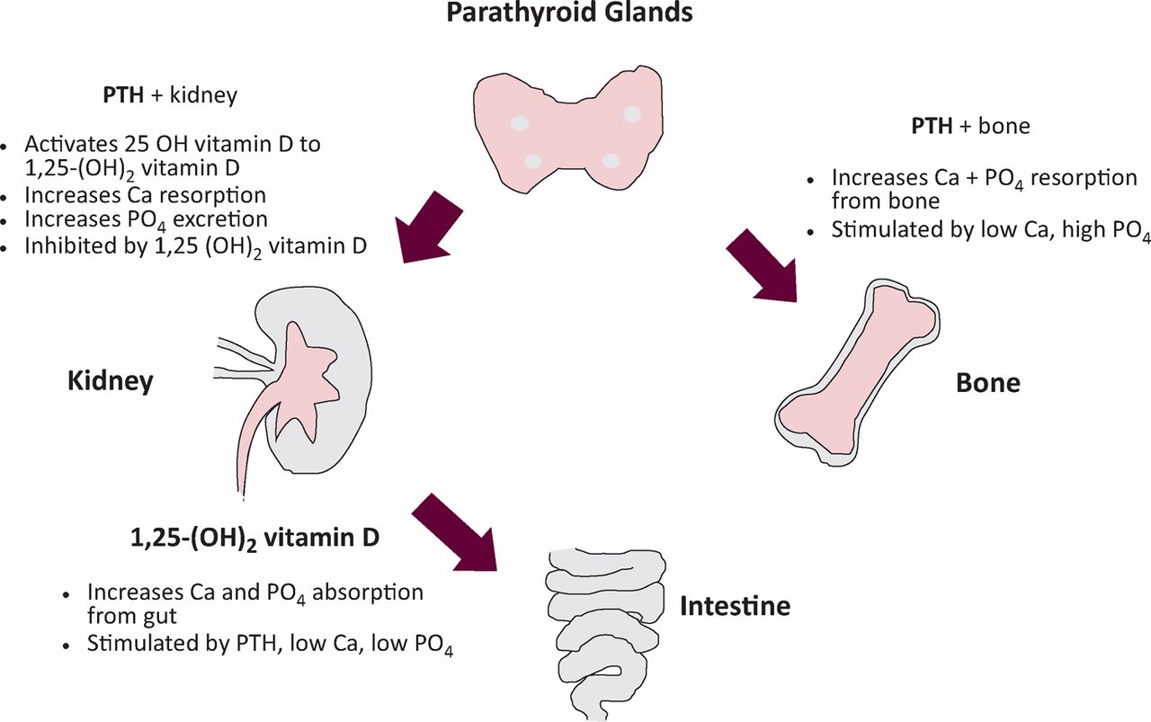 pth vitamina d